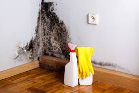  Crystal City, TX Mold Removal Pros